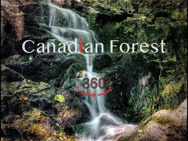 Canadian Forest Escape