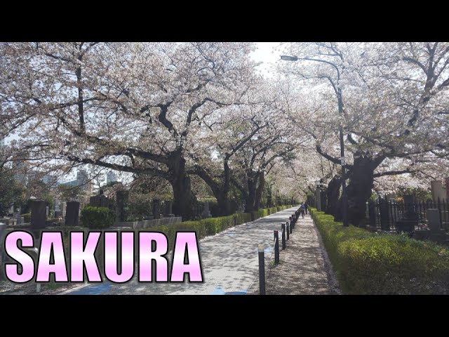 [360° VR] Cherry Blossoms(Sakura) Avenue, Tokyo, Japan / Mar 2021【バーチャル花見@8K360度高画質VR映像】