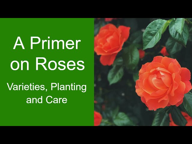 Virtual Gardening Series: A Primer on Roses: Varieties, Planting and Care