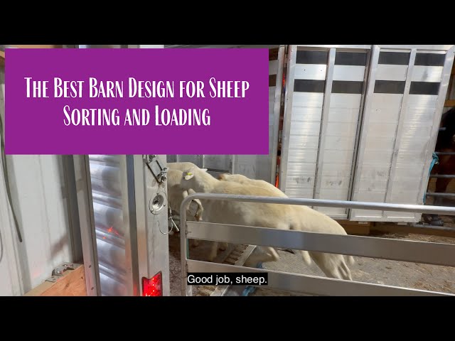 The Best Barn Design for Sheep Sorting and Loading