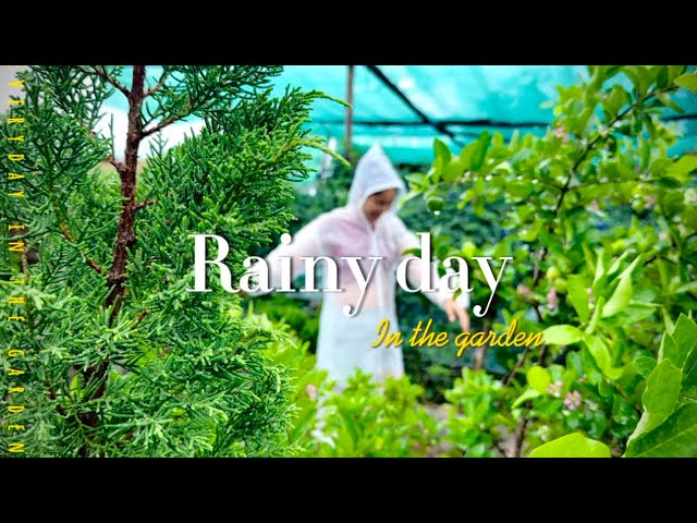 Rainy day in the garden : playing in the rain, garden vlog in the rain.