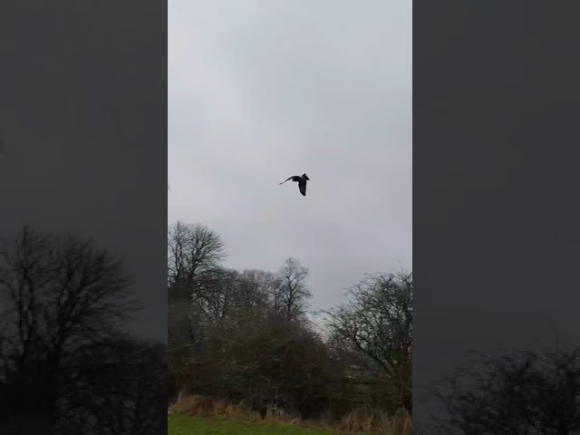 HARRIS HAWK OUT IN THE FIELD