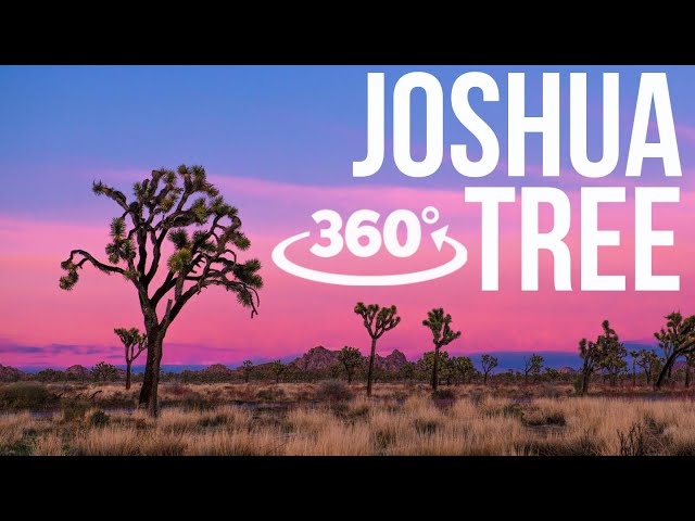 JOSHUA TREE NATIONAL PARK: a 4k virtual hike