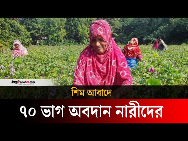 ঈশ্বরদীতে নারীর শ্রমে শিম বিপ্লব | Ishwardi | Bean | Jago News