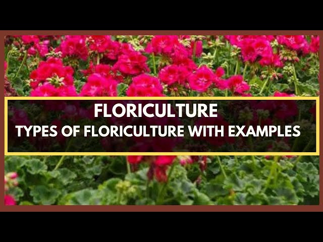 FLORICULTURE - WHAT IS FLORICULTURE? TYPES OF FLORICULTURE PLANTS WITH EXAMPLES