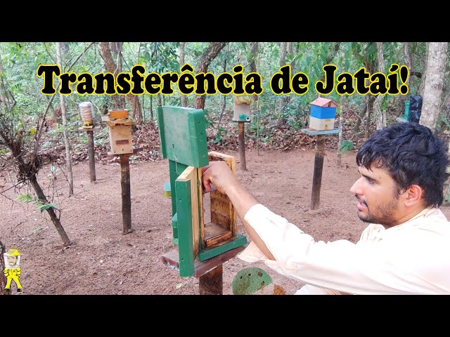 TRANSFERÊNCIA DE ABELHA JATAÍ (TETRAGONISCA ANGUSTULA) | CRIANDO ABELHAS!