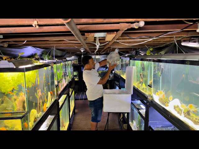 FISH ROOM UPDATE | UNBOXING SHIPMENT OF NEW FISH FROM INDONESIA