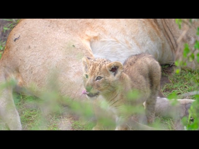 Little Rekero Pride lion cubs having breakfast and marveling at the number of photographers. HDR 4K