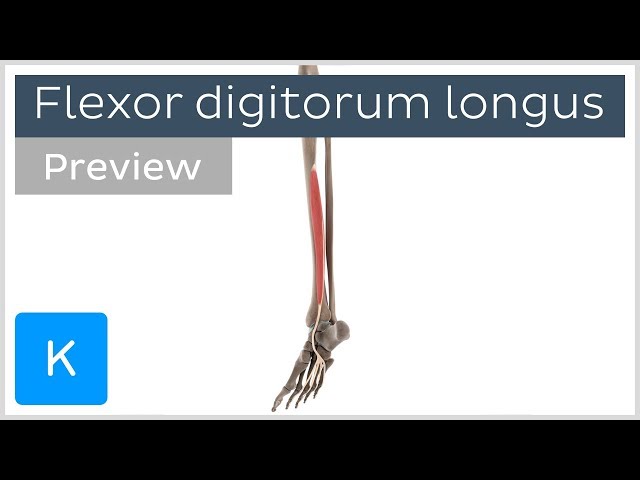 Functions of the flexor digitorum longus muscle (preview) - 3D Human Anatomy | Kenhub