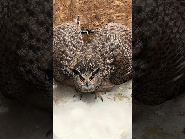 The eagle owl on the face #animals #naturediversity #wildlife