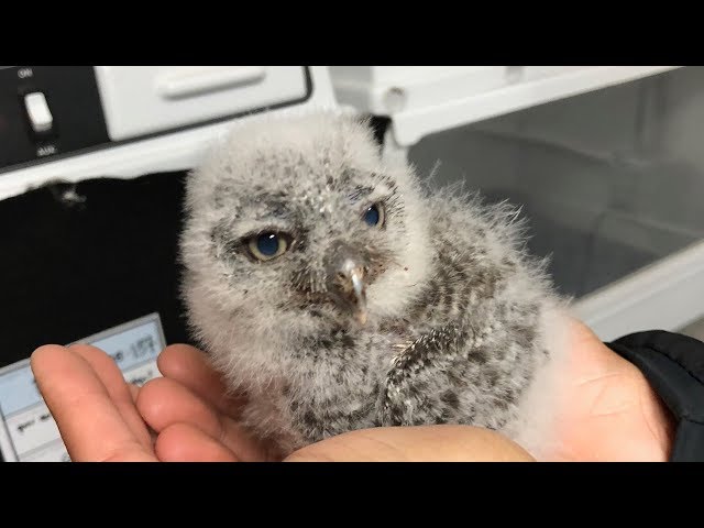 Pinecone the Screech Owl Finds a New Home