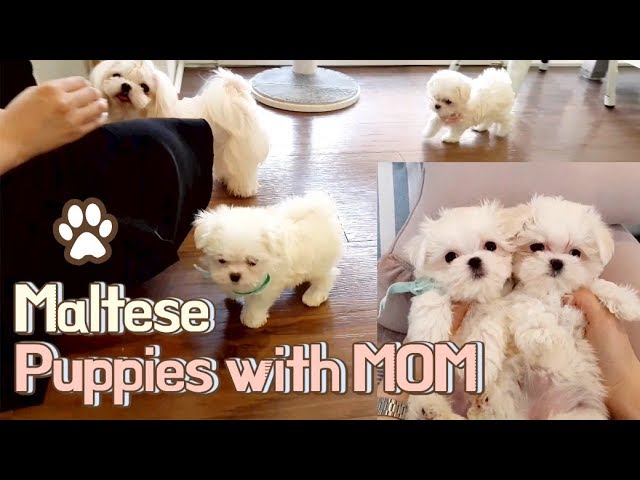 Maltese puppies playing with mom- Teacup puppies