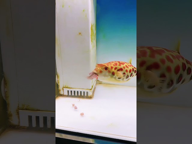 Poisonous Puffer Fish Meal 🐡- Part 19