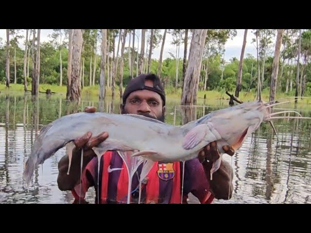 Wow 😱..Menjaring dapat ikan lele dumbo antero