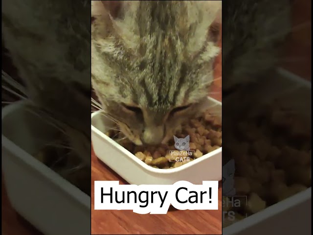 Hungry Car