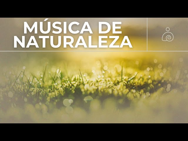 🌿Armonías Instrumentales | Libera El Estrés Y la Ansiedad 🌿