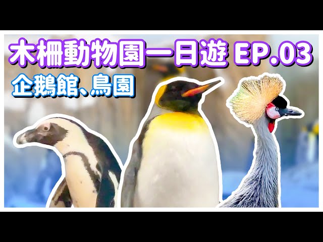 【台北景點】木柵動物園 EP.03 「企鵝館」、「生態鳥園」（完整記錄）Taipei Zoo