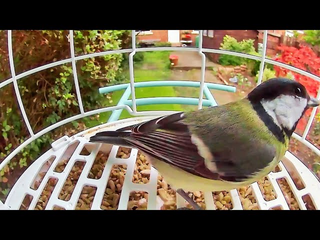 Unbelievable Close Up Bird Feeder Action | Garden Birds in 4K