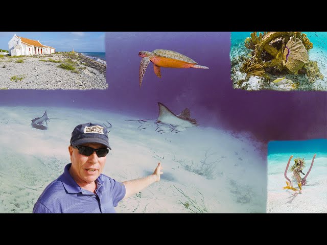 Bonaire's Red Slave Rays ep. 28 | A Diver's Life