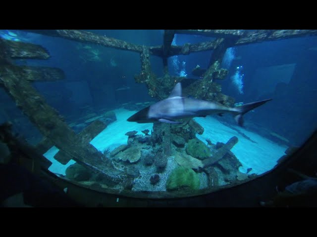 [360 VIEW] Shark Reef Aquarium | Mandalay Bay