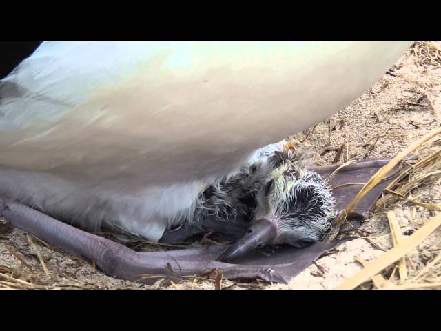 Laysan Albatross Chick Hatching by Bret Wolfe (USFWS)