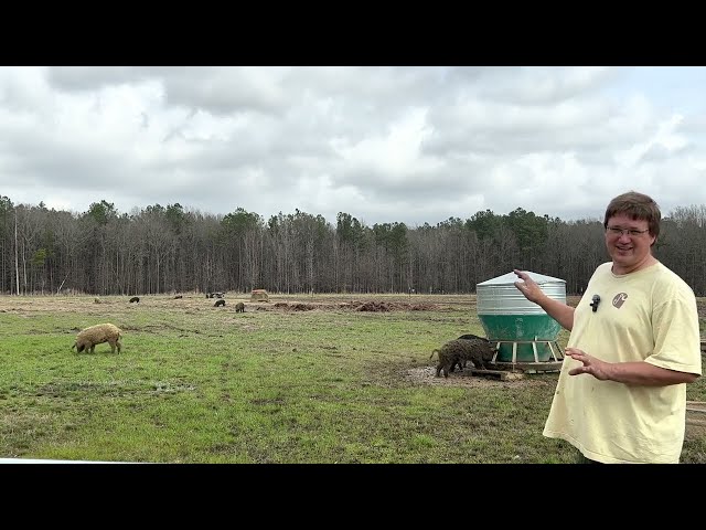 Rotationally Grazed Pig Paddock Update After Reseeding