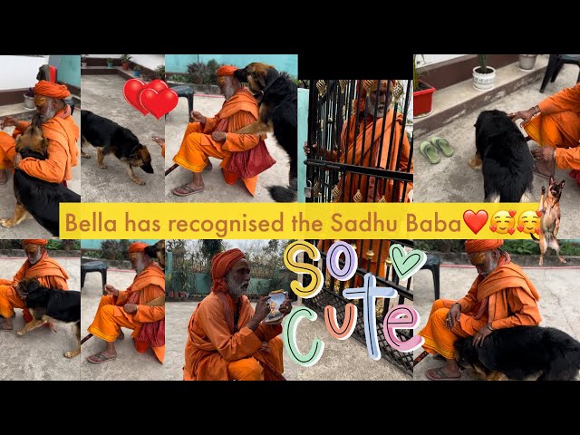 German Shepherd has recognised the Sadhu BaBa ||germanshepherd cute reaction ❤️🥰|| sadhu baba 🥰❤️