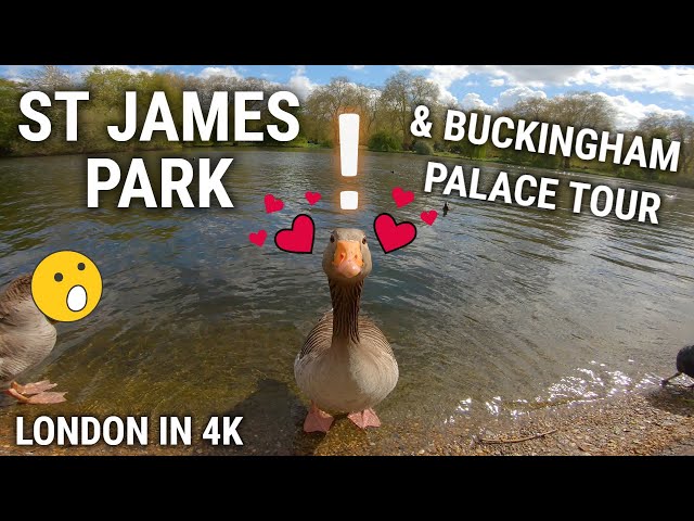 St James Park & Buckingham Palace LONDON Walking Tour | 4K Walk