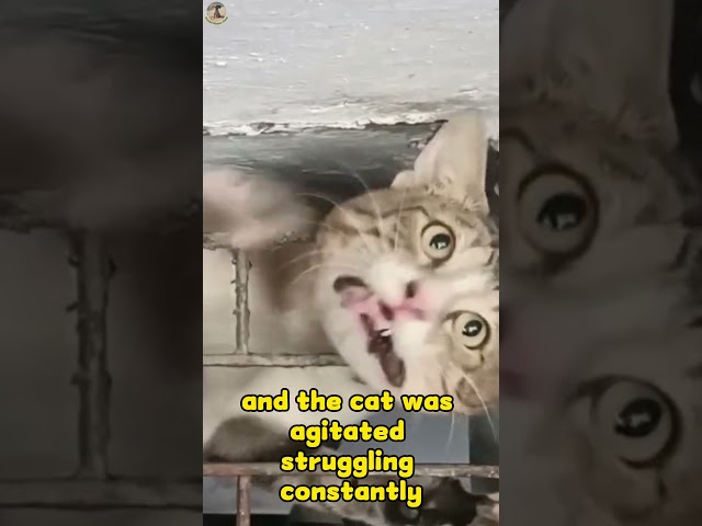 Unbelievable! Stray Cat Survives 3 Days Trapped #animalrescuetips  #hopeforpaws #homelesspaws