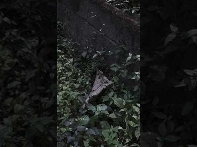 Is This Outdoor Ghost Actually REAL?