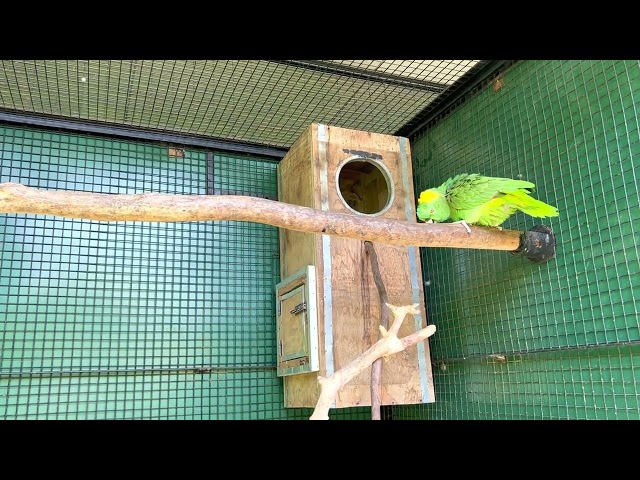 Yellow naped Amazon (amazona auropalliata)