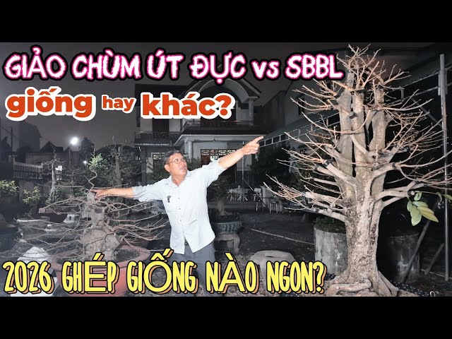 2026 ghép giống nào ngon? Cận cảnh giảo chùm Út Đực vs siêu bông Bình Lợi xem nút nụ cây mới lặt lá