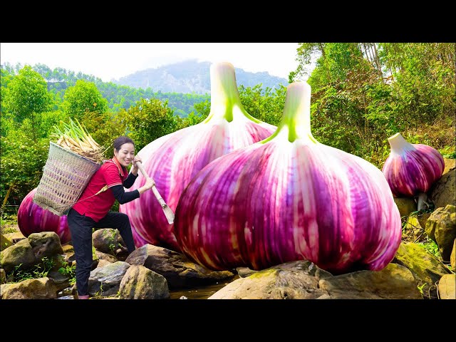 How To Harvesting Purple Sunset Garlic Goes To The Village Market To Sell - Phương Daily life