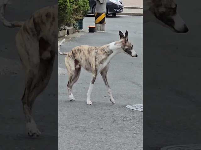 휘핏 그리고 진도 믹스 Whippet and Jindo mix - 따야 Ddaya# #jindo #puppy #jindodog #진돗개 #댕댕이 #간식 #JINDO #힐링 #위로