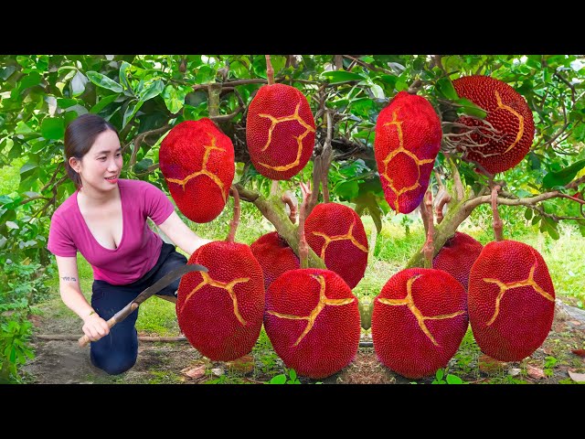 BREAKING Harvesting Ripe Cracked Red Jackfruit To Sell | Recipe for delicious dishes from jackfruit