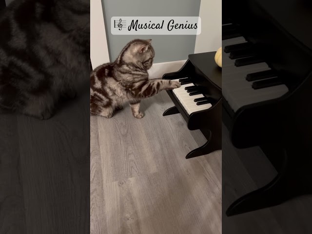 #petpiano #aaronsanimals #musicalgenius #kittenmusic #shorts