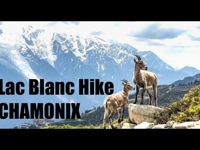 Hiking Lac Blanc from La Flegere June 2023 - Access, Wildlife, Conditions, Views & More