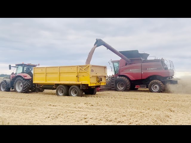 After all the summer rain, the 2023 wheat harvest is finally underway