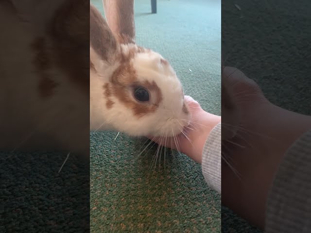 Rabbit gives hand kisses after head pets