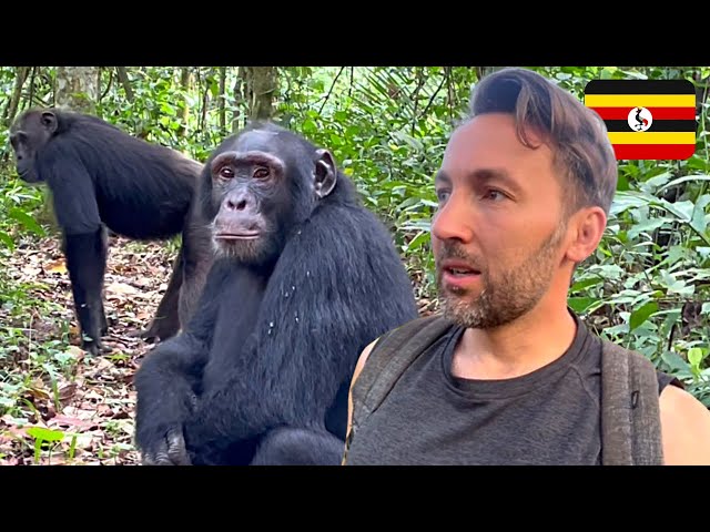 $300 Chimpanzee Tour in Uganda 🇺🇬