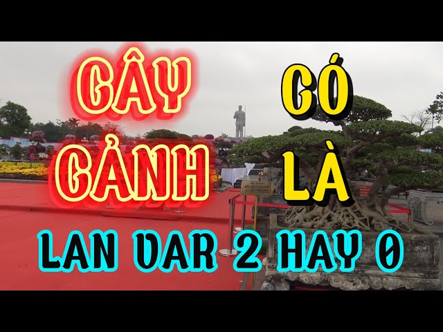 Thị trường CÂY CẢNH có là LAN VAR 2 hay không?