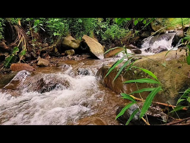 Forest Stream Sounds ASMR Sleep Relaxing Water Sounds River Nature Sounds Relaxing Videos For Sleep