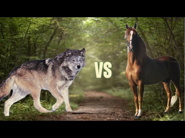 Would you have a better chance killing a wolf or a horse??