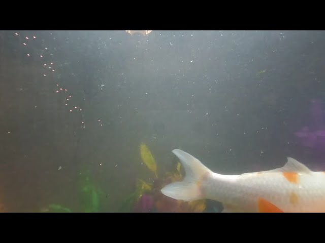 VR of our big goldfish