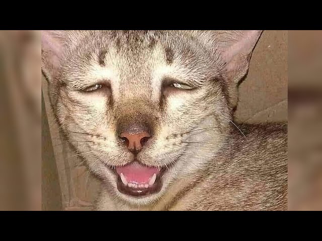 The Ultimate Viral Cat Videos - Part 06