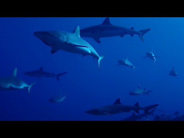 A Shark Parade, dozens of grey sharks and white tips. #sharks #sharkweek #scubadiving