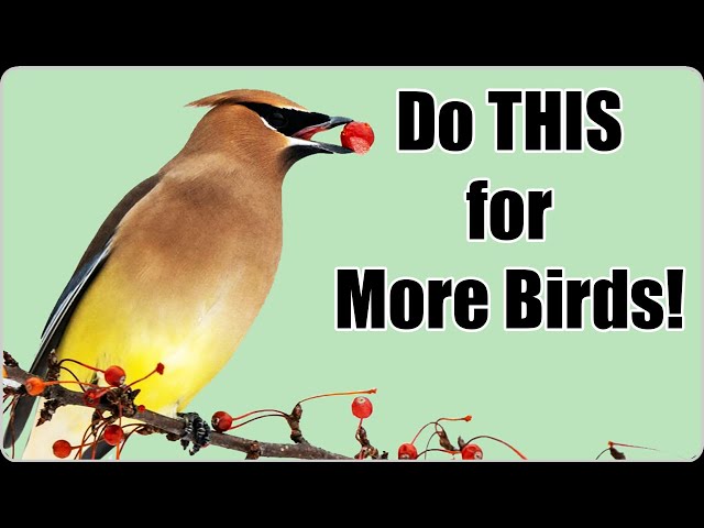 Attract Backyard Birds with an Ecosystem Approach!