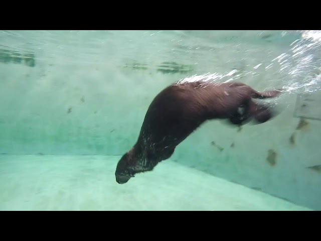 Lincoln graduates to a bigger pool