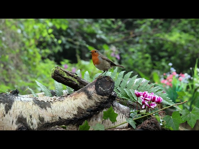 [NO ADS] 😺 Cute Birds in the Woods, Perfect Morning 🐦 Cat TV for Cats to Watch 😺 8 Hours(4K)