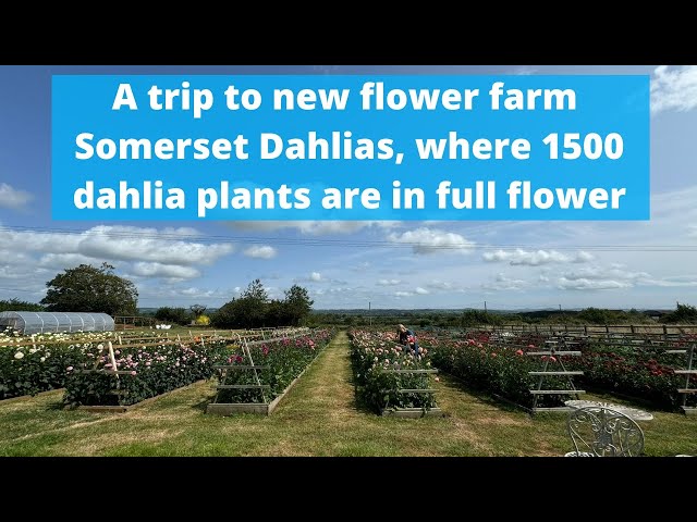 A trip to new dahlia farm Somerset Dahlias. Push through the wind at the beginning - well worth it x